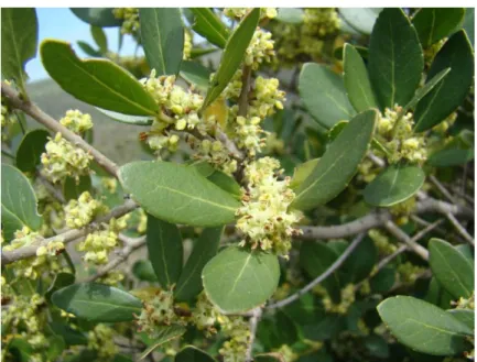 ġekil 5.7. Phyllirea latifolia L. (Orij, 2010) 