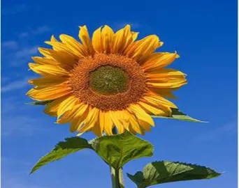 ġekil 3.1. Ayçiçeği (Helianthus annuus) 