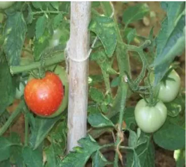 ġekil 3.2. Domates (Solanum lycopersicum) 