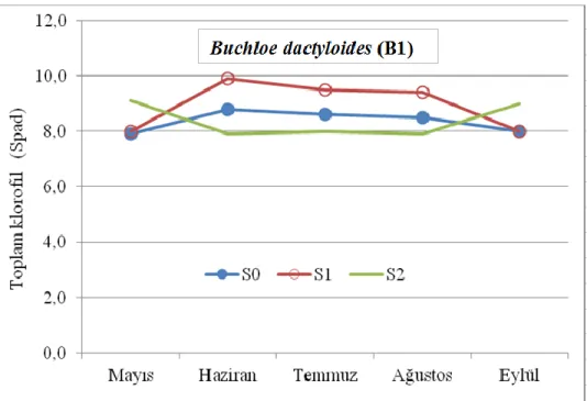ġekil 4.1. Buchloe dactyloides  için 2011 yılı Mayıs-Ekim aylar arası sulama konularına göre  toplam klorofil değiĢimi 