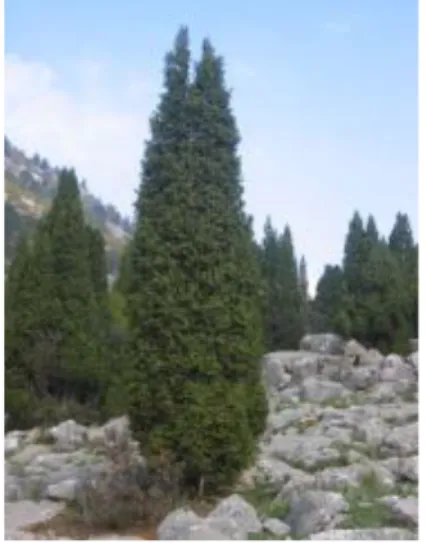 Şekil 1.1. Juniperus drupacea (Kocakulak 2007) 