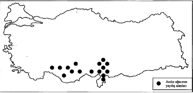 Şekil 2.1.  Andız Ağacının Türkiye‟de yayılış alanları (Müderrisoğlu 1971). 