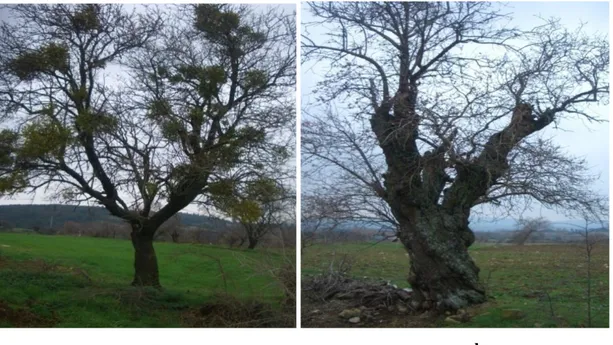 Şekil  4.1.  Edirne  ili  Keşan  ilçesinde  erken  ilkbaharda  virüs  enfeksiyonuna  uğramış  yaşlı  badem ağaçları (a: Viscum album  zararı ve  b: Hastalıktan etkilenmiş yaşlı badem ağaçları) 