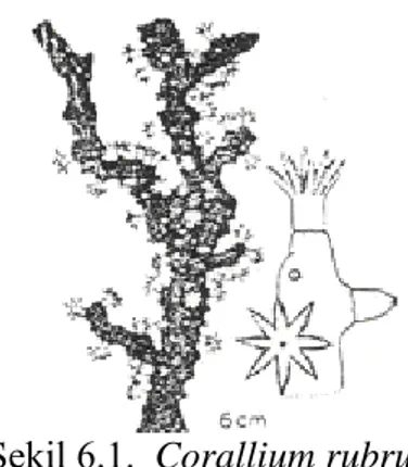 ġekil 6.1.  Corallium rubrum  