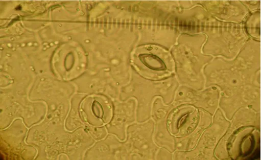 Şekil 3.9. 40x10 objectif ve oküler ile stoma hücrelerinin görünümü 