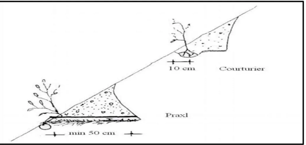 Şekil 2.23. Kordon yöntemi ile bitkilendirmeler (Schiechtl 1980) 