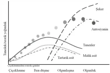 ġekil  1.1.  Temel  primer  ve  sekonder  metabolitlerin  tanedeki  yoğunluklarının  değiĢimi  (Carbonneau ve ark