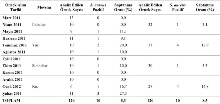 Çizelge  4.3. Şubat  2011 - Ocak  2012  Dönemlerinde  Alınan  Örneklerde S.  aureus Varlığının Aylık ve Mevsimsel Değerlendirilmesi
