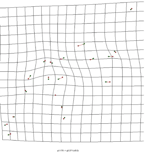 Şekil 4.5. Çanakkale Gökçeada grubu ile Edirne grubunun ön kanat deformasyon  gridlerinin ikili karşılaştırılması (5 kat arttırılmıştır)