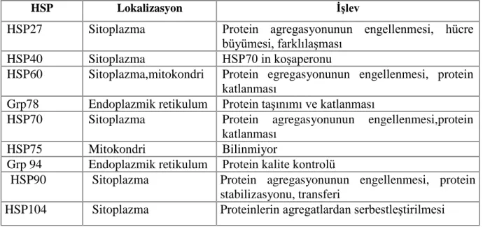 Tablo 2.1. Bazı Hsp’ler yerleşim yerleri ve işlevleri 