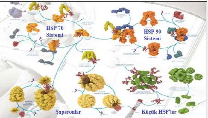 Şekil 2. 6.HSP70 ve HSP90 komplekslerinin şematik gösterimi 