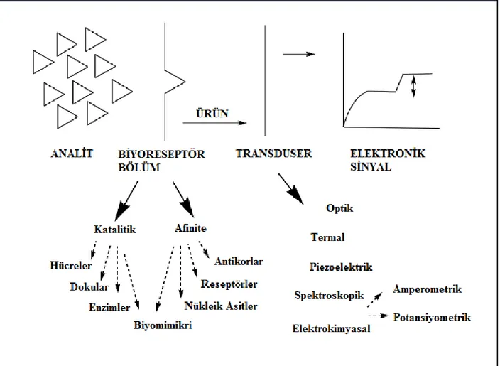Şekil 2. 8.Biyosensörün şematik gösterimi. (Svorc ve ark. 1997). 