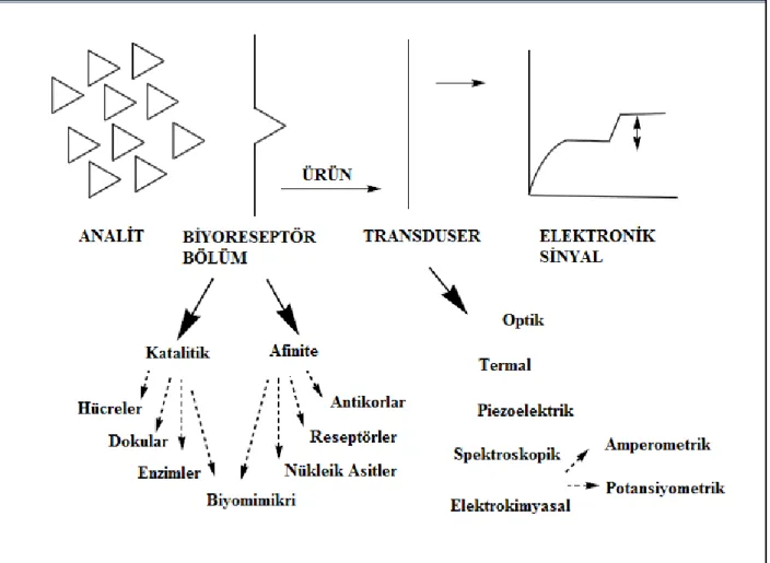 Şekil 2. 8.Biyosensörün şematik gösterimi. (Svorc ve ark. 1997). 