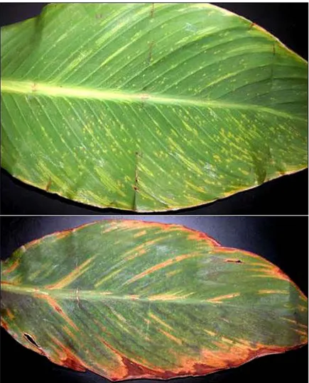 Şekil 1.3. Yaprakbitinin bitkiye virüs bulaştırması sonucu bitkide meydana gelen değişiklik  (Anonymous 2010d) .