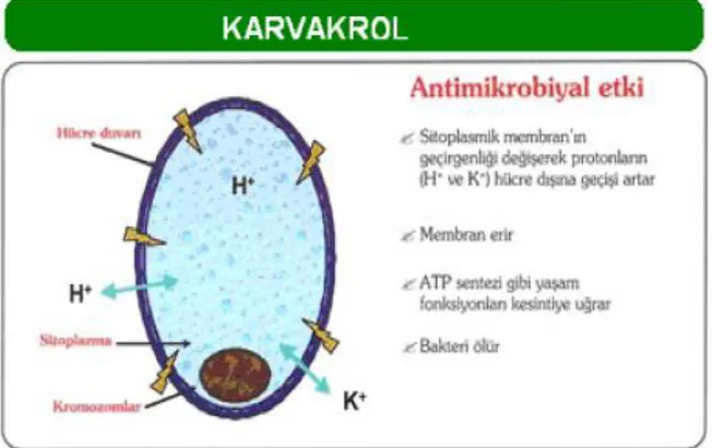 ġekil 2.1.2. Thymol ve Carvacrol Antimikrobiyal Etki Mekanizması (Ak-Farm 2008)  