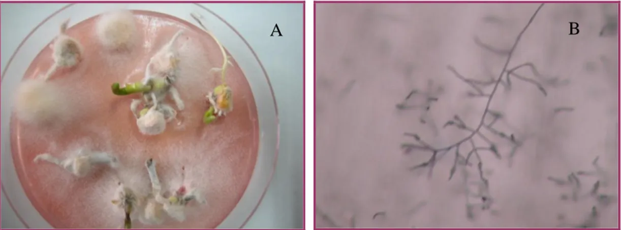 ġekil 3.1. F. verticillioides'in tohum üzerindeki geliĢimi (A) ve mikroskobik  görünümü (B) 