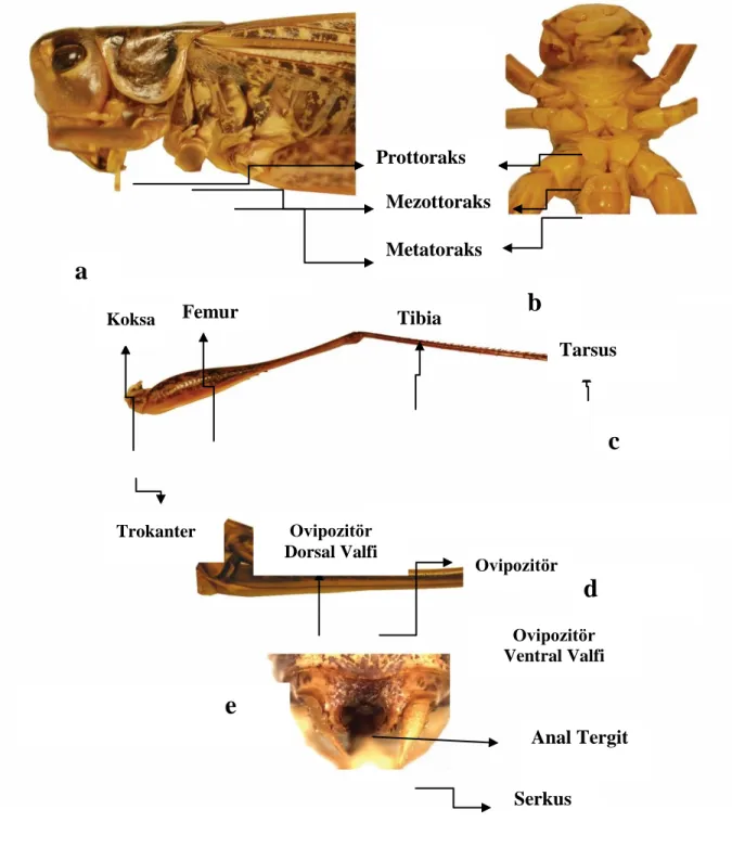 Şekil 2.1.1: Orthoptera takımının morfolojik görünüşleri. a) Genel vücut kısımları, b) Baş kısmı,  c) Medyan karina, d) Kanat damarları 
