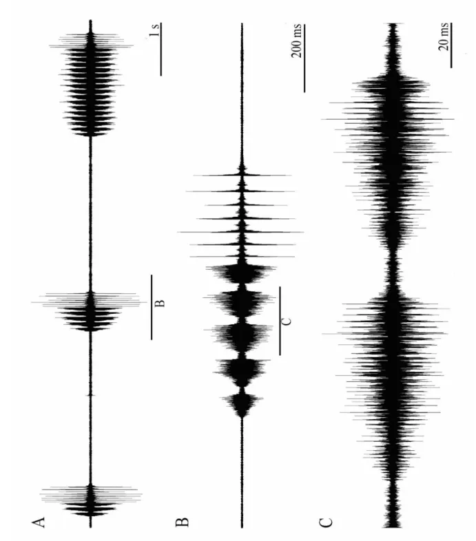 Şekil 4.1.1:  Platycleis affinis affinis alt türüne ait osilogram. Genel ses yapısı (A), hazırlık  sesindeki 1.TBP kısmı (B), hazırlık sesindeki 1.TBP kısmın ayrıntılı gösterimi (C) 