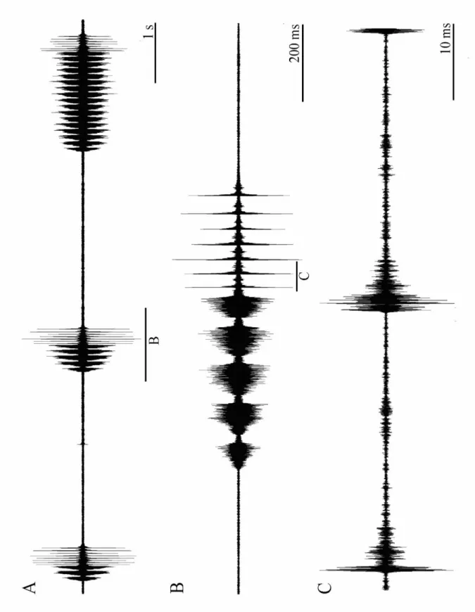 Şekil 4.1.2:  Platycleis affinis affinis alt türüne ait osilogram. Genel ses yapısı (A), hazırlık  sesindeki 2.TBP kısmı (B), hazırlık sesindeki 2.TBP kısmın ayrıntılı gösterimi (C)