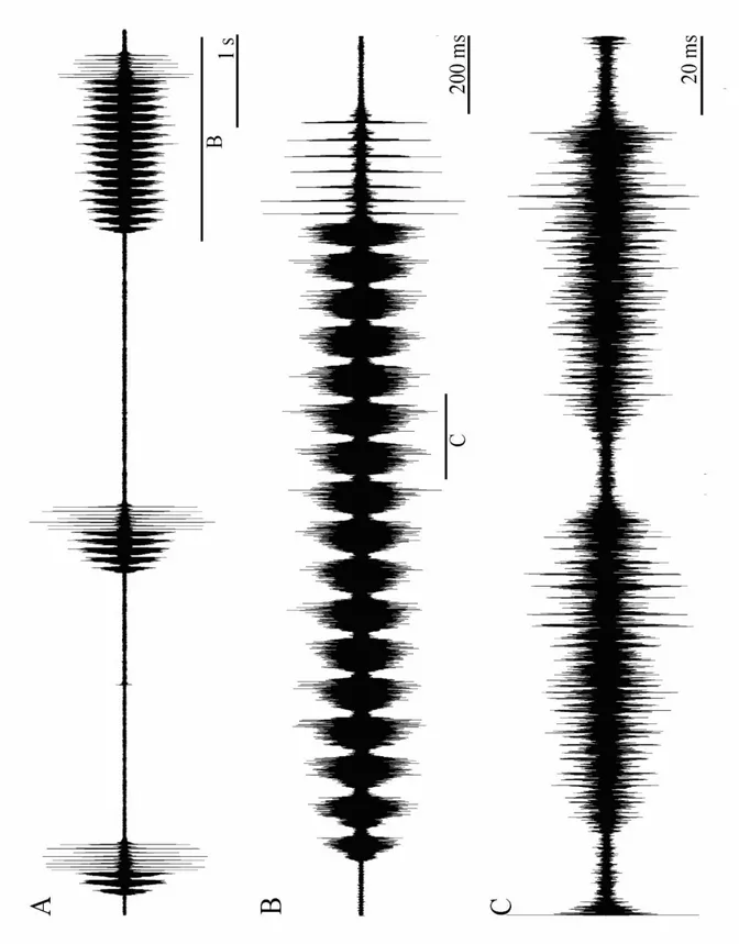 Şekil 4.1.3:  Platycleis affinis affinis alt türüne ait osilogram. Genel ses yapısı (A), ana sesteki  1.TBP kısmı (B), ana sesteki 1.TBP kısmın ayrıntılı gösterimi (C)