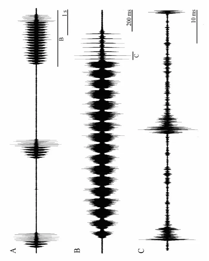 Şekil 4.1.4  Platycleis affinis affinis alt türüne ait osilogram. Genel ses yapısı (A), ana sesteki  2.TBP kısmı (B), ana sesteki 2.TBP kısmın ayrıntılı gösterimi (C) 