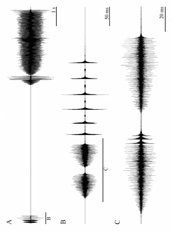 Şekil 4.1.5:  Platycleis escalerai escalerai alt türüne ait osilogram. Genel ses yapısı (A), hazırlık  sesindeki 1.TBP kısmı (B), hazırlık sesindeki 1.TBP kısmın ayrıntılı gösterimi (C)