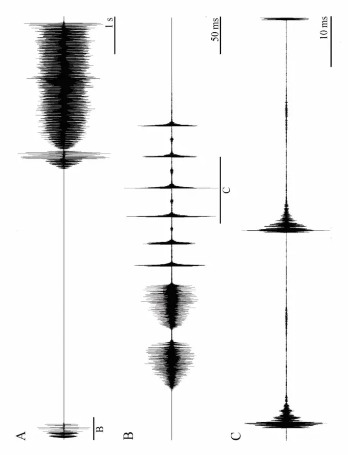 Şekil 4.1.6:  Platycleis escalerai escalerai alt türüne ait osilogram. Genel ses yapısı (A), hazırlık  sesindeki 2.TBP kısmı (B), hazırlık sesindeki 2.TBP kısmın ayrıntılı gösterimi (C) 