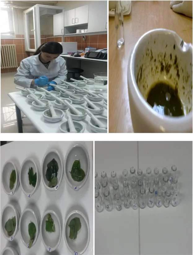 Şekil  3.2.  Enfekteli  bitki  materyallerinin  porselen  havanlar  içerisinde  ezilerek  bitki  özsularının elde edilmesi 