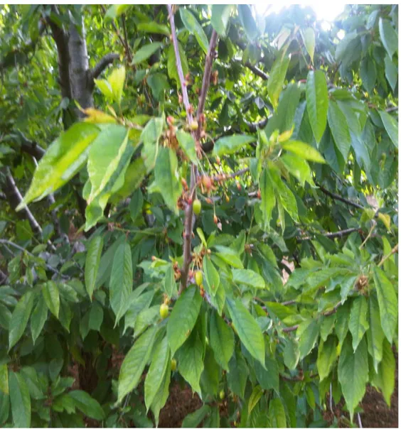 Şekil  4.5.  Isparta  ili  Yakaören  köyünde  Prunus  necrotic  ringspot  virus  (PNRSV)  saptanan  kiraz ağacında virüsün yapraklarda gösterdiği simptomlar 