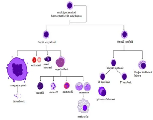 Şekil 2.1. Hematopoietik sistem (Anonim 2014d) 