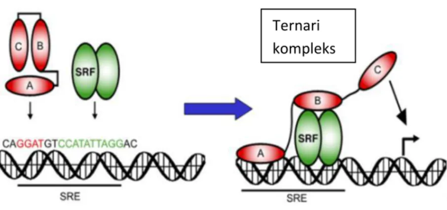 Şekil 2.5. SRE dizisi üzerinde oluşan ternari kompleksi (Buchwalter ve ark. 2004). Ternari 