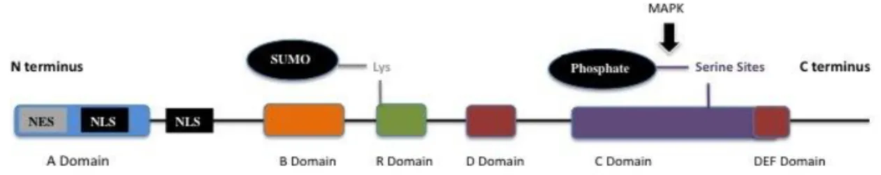 Şekil 2.6. ELK-1 Proteinin yapısı (Anonim 2014b) 