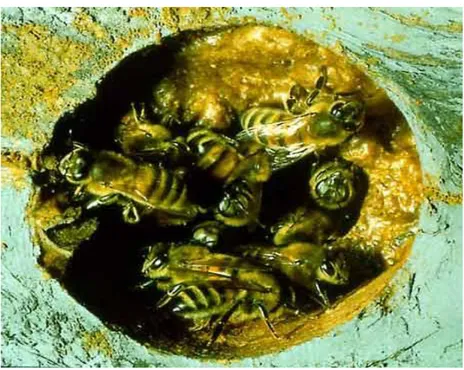 Şekil 1.2.2 Bal arılarının yuva girişlerini savunma amacıyla propolis ile kaplaması (Anonim         2015e)