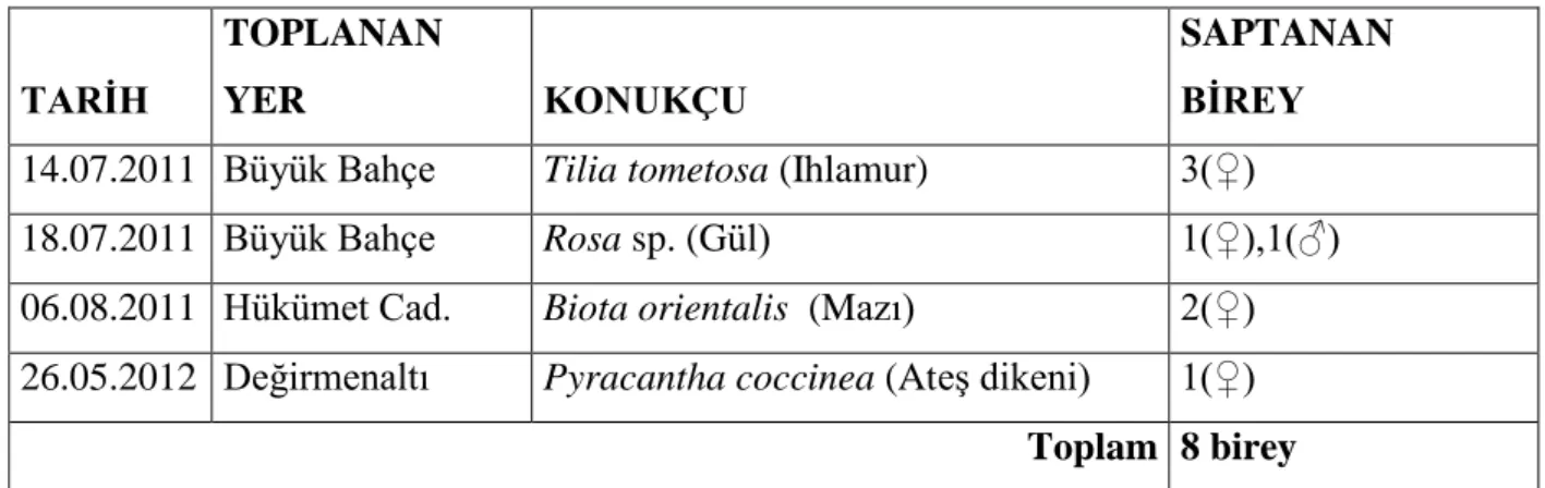 ġekil 4.4. Oligonychus sp.‟nin diĢisi (♀) (x20) (YeĢilayer ve Çobanoğlu 2009) 