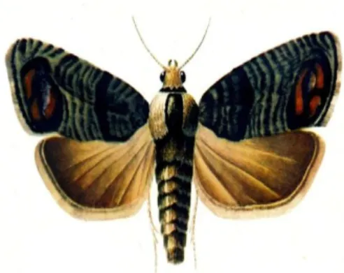 Şekil 3.2. Elma içkurdu (erkek)                  (Kaplan ve ark. 2013)  