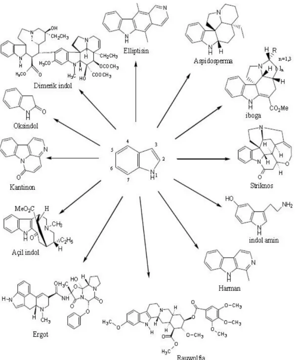 Şekil 2.23. Indol alkaloit çeşitleri 