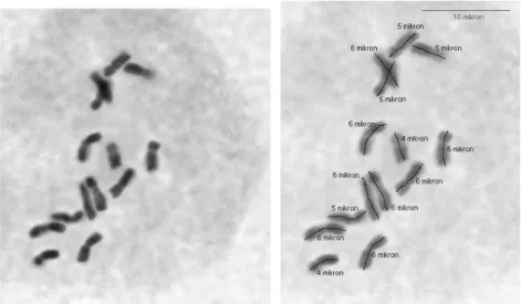 ġekil  4.2.a,b,c.  Diploid  Dactylis  glomerata  subsp  judaica  (ABY-Bc  4800-1980U,  1  nolu  populasyon) mitoz kromozomları ve karyotipleri (Bar 10 µ)