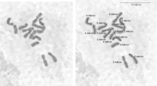 ġekil  4.3.  Diploid  Dactylis  glomerata  subsp  marei  (ABY-Bc  6106-1975U,  2  nolu  populasyon) mitoz kromozom ve karyotipi (Bar 10 µ)