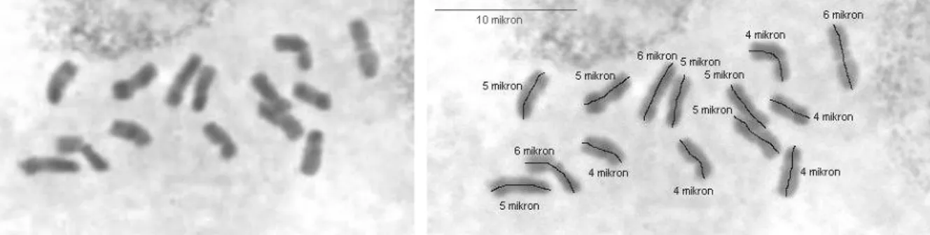 ġekil  4.4.  Dactylis  glomerata  L.  forma  galicia  (ABY-Bc  6977-1979U,  4  nolu  populasyon)  mitoz kromozomları ve karyotipi (Bar 10 µ)