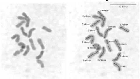 ġekil  4.5.a,b.  Dactylis  glomerata  subsp  woronowii  (ABY-Bc  4355-1983U,  8  nolu  populasyon) mitoz kromozomları ve karyotipleri (Bar 10 µ)