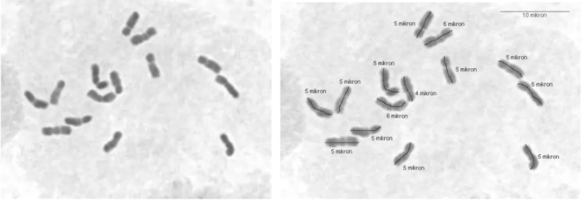 ġekil  4.6.  Diploid  Dactylis  glomerata  subsp  himalayensis  (20  nolu  populasyon)  mitoz  kromozomları ve karyotipi (Bar 10 µ)