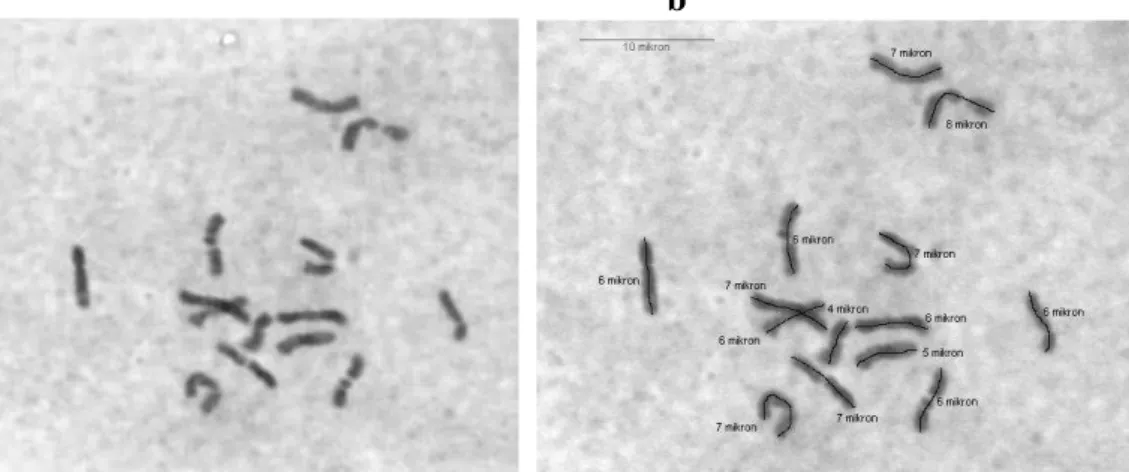 ġekil 4.7.ab. Dactylis glomerata subsp lusitanica (26 nolu populasyon) mitoz kromozomları  ve karyotipleri (Bar 10 µ)