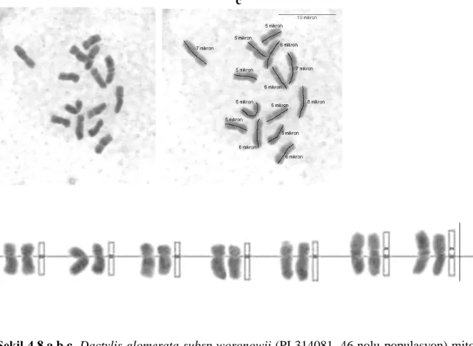 ġekil 4.8.a,b,c. Dactylis glomerata subsp woronowii (PI 314081, 46 nolu populasyon) mitoz  kromozomları ve karyotipleri (Bar 10 µ)