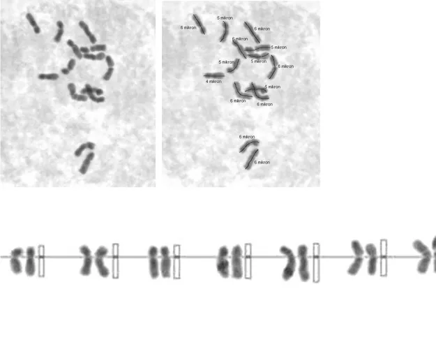 ġekil  4.9.a,b,c.  Diploid  Dactylis  glomerata  subsp  woronowii  (PI  310393,  47  nolu  populasyon) mitoz kromozomları ve karyotipleri (Bar 10 µ)