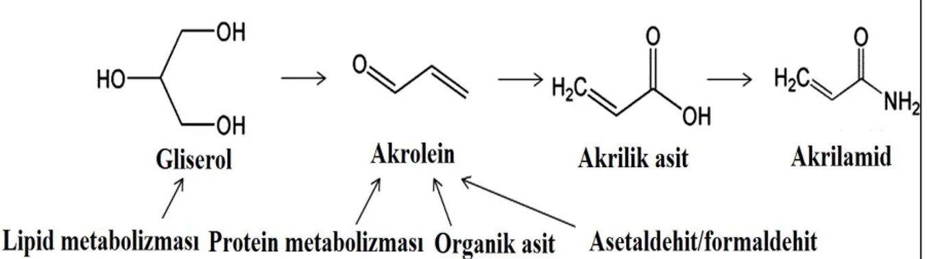 Şekil 2.2.3. Minör yollardan akrilamid oluşum mekanizmaları (Xu ve ark. 2014)  2.2.3.   3-APA bileşiği üzerinden akrilamid oluşumu 