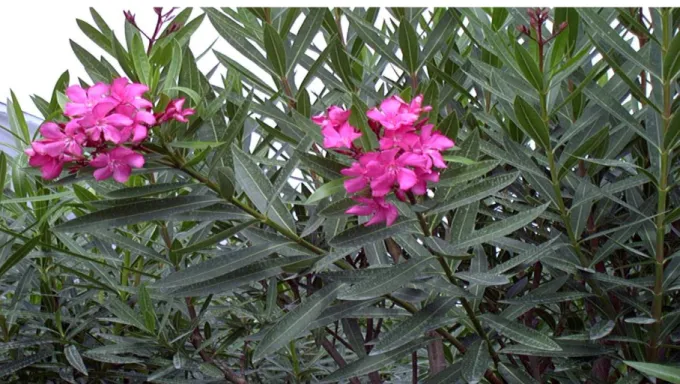 Şekil 3.6. Kocaeli ili İzmit ilçesinde bulunan Seka Parkı’ndan alınan Zakkum bitkisi. 