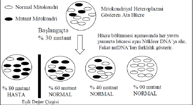 ġekil  2.5.  Heteroplazmik  mtDNA  mutasyonlarının  hücre  bölünmesi  ile  dengesiz  dağılımını 