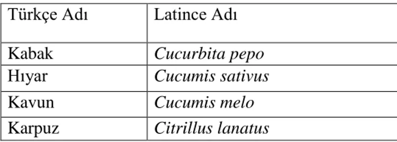 Çizelge 3.3. Mekanik inokulasyon çalışmalarında kullanılan test bitkileri  Türkçe Adı  Latince Adı 