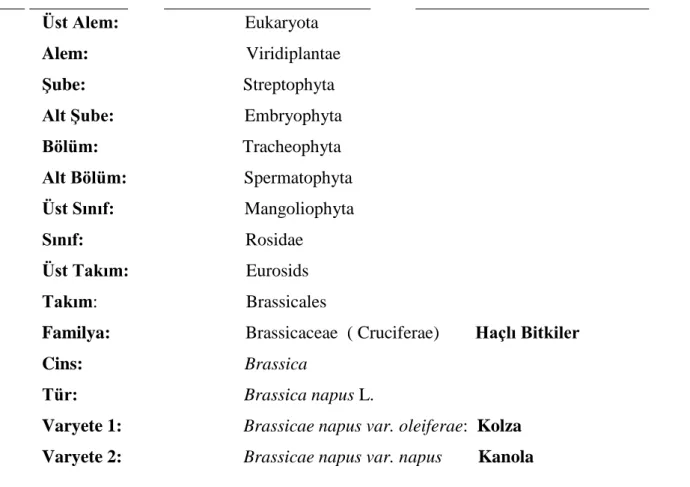 Çizelge 1. 1. Kanolanın Botanik Taksonomideki Yeri 