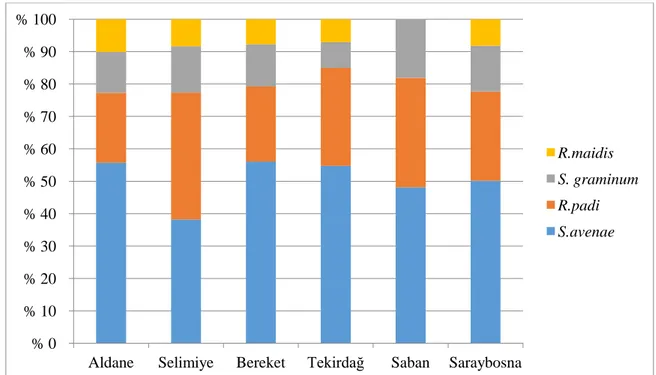 Şekil 4.7. Buğday çeşitlerinde 2013 yılında yaprakbiti türlerinin bulunuş oranları 